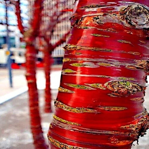 Tibetan Paper Birchbark Cherry Tree Seeds - Prunus serrula - Hardy with Shiny Bark - Pack of 25 for Gardens and Landscaping