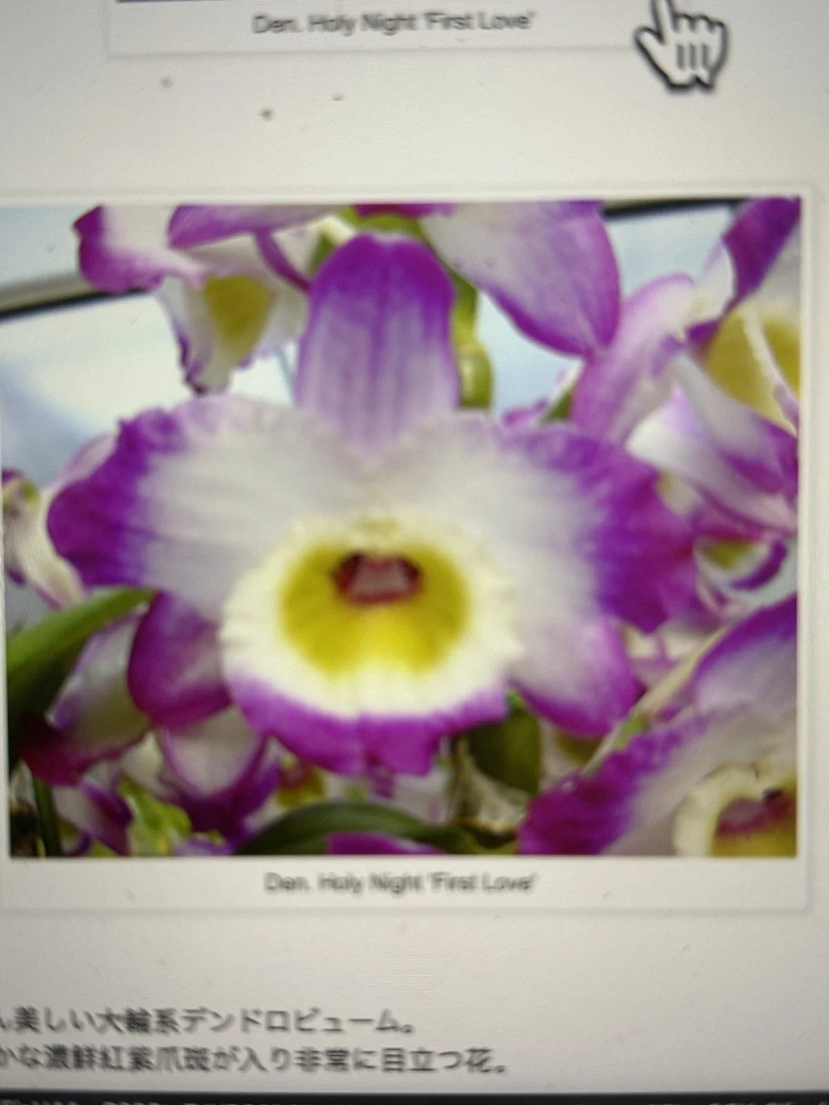 Dendrobium Orchid Plant - 1 Rooted Stem - Holy Night First Love - Exotic Flowering Houseplant - Low Maintenance Indoor Decor