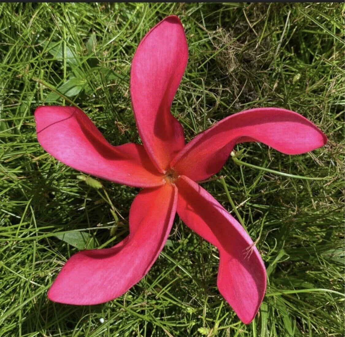 Rooted Plumeria Cutting - 20" Cosmos Variety - Frangipani (Plumeria spp.) - Tropical Plant for Garden & Indoor Décor
