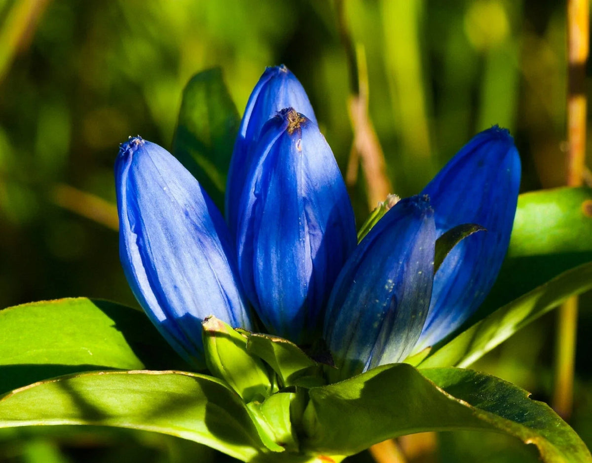 Blue Bottle Gentian Seeds - 200+ Count, Gentiana andrewsii, Perennial Wildflower Seeds for Garden Planting