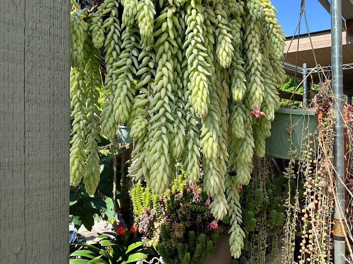 Burro's Tail Succulent Cuttings Lot of 5 - Sedum morganianum - 4 Inch Trailing Plants for Indoor/Outdoor Gardening