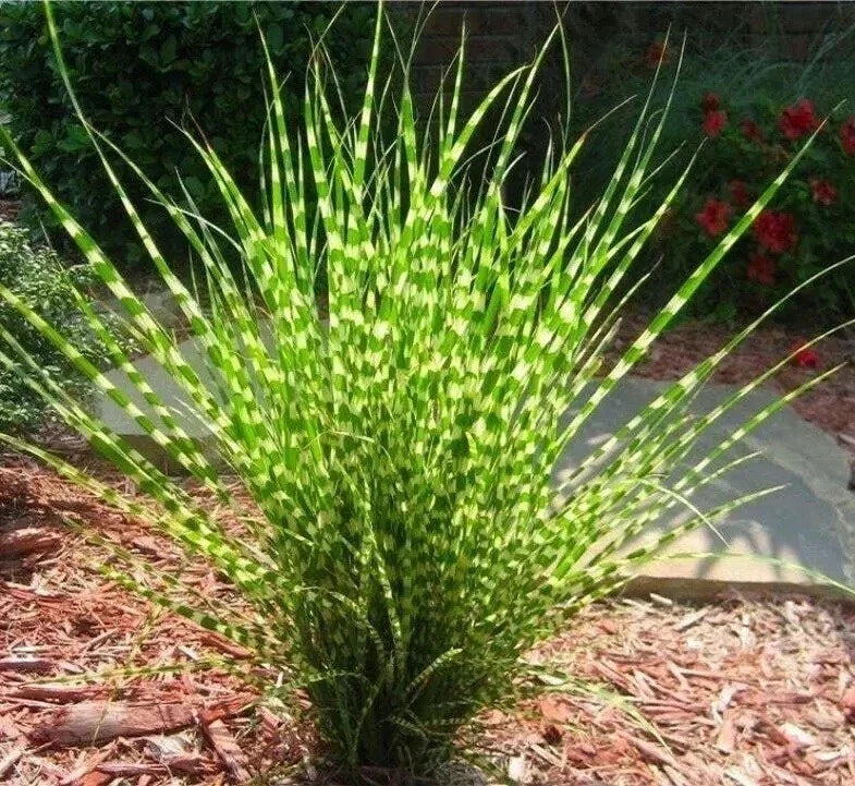 Live Large Zebra Maiden Grass Plant - Well-Rooted Clump, Miscanthus sinensis 'Zebrinus', Striped Foliage for Garden