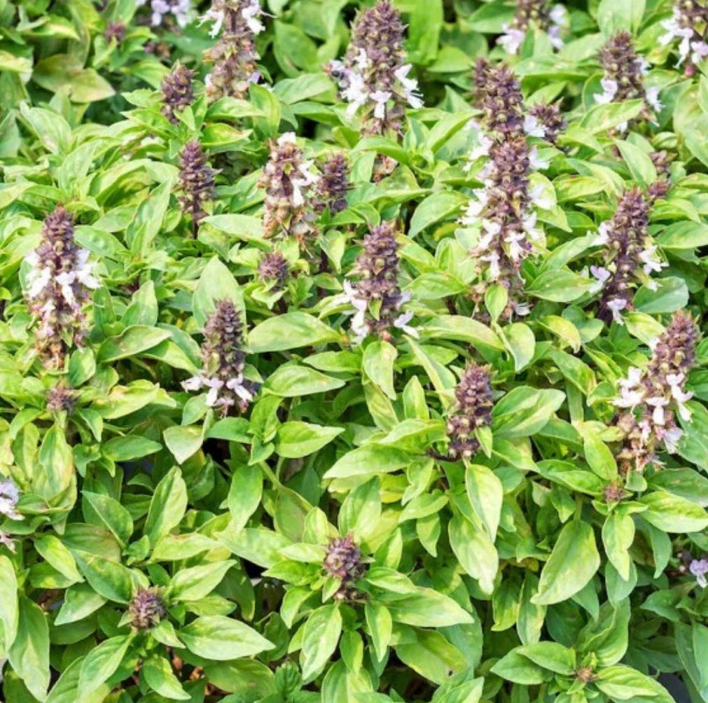Thai Basil Seeds 1,000 Count - Ocimum basilicum - Heirloom Culinary Herb for Gardening - Non-GMO, Aromatic Flavor