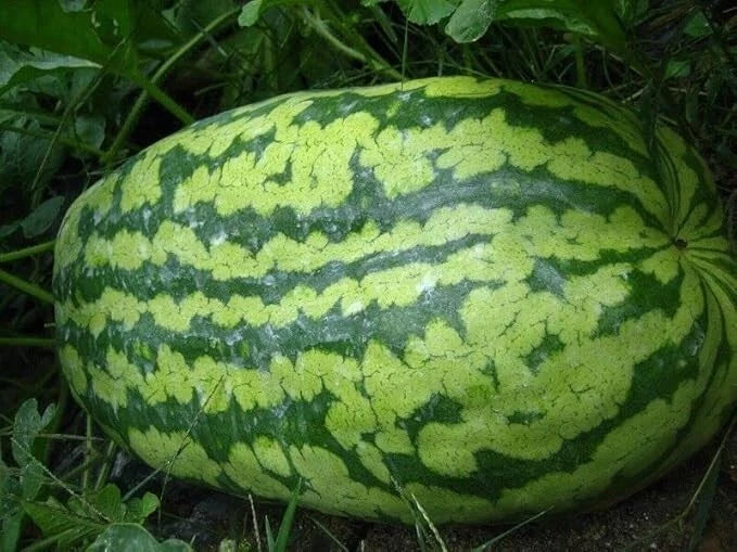 Carolina Cross Watermelon Seeds - 12 Non-GMO Heirloom Seeds for Gardening - Citrullus lanatus - Sweet & Juicy Watermelon Variety