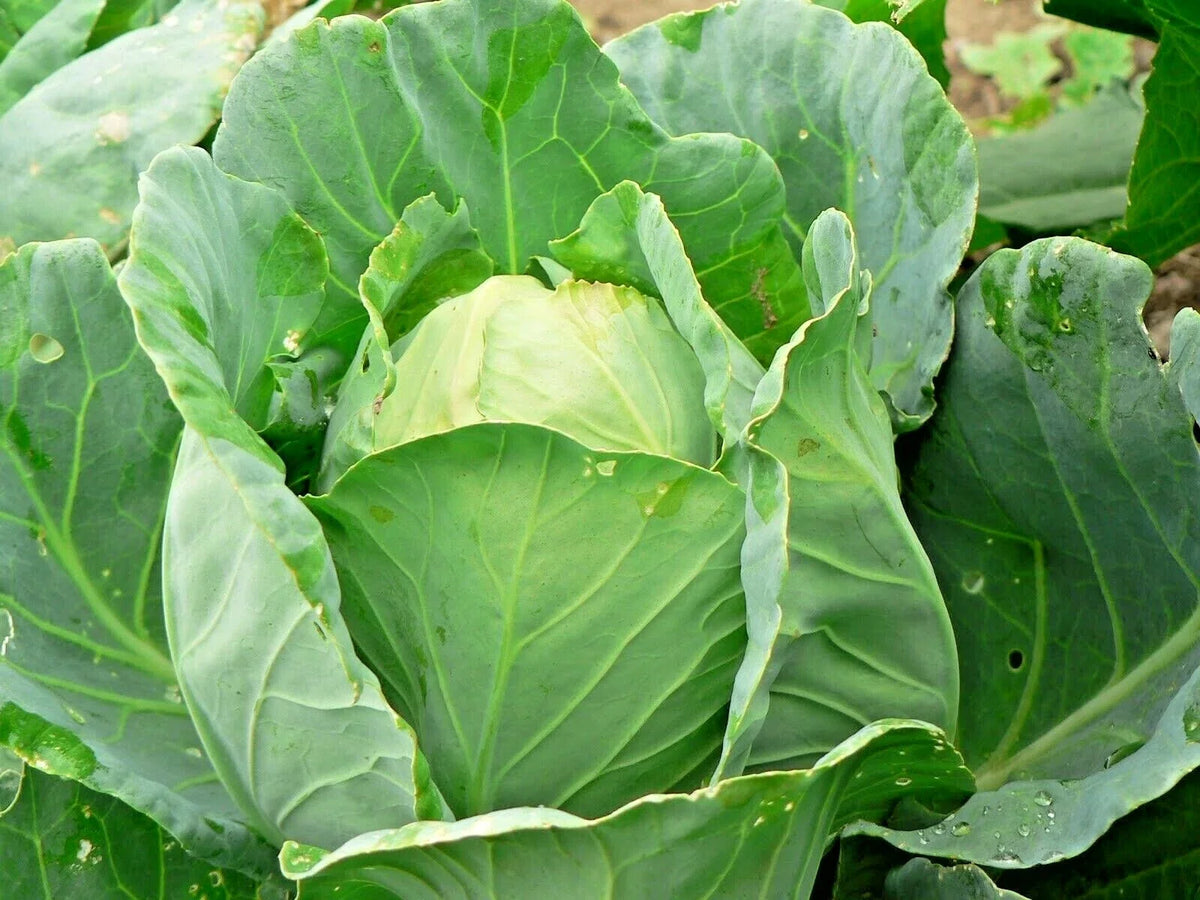 Jersey Wakefield Cabbage Seeds - Heirloom Variety for Spring & Fall - Brassica oleracea var. capitata - 100 Pack