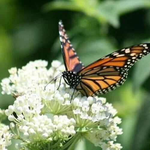 Milkweed Seeds - 75 Non-GMO Swamp Mix for Monarch Butterflies - Asclepias Incarnata - Perennial Pollinator Plants