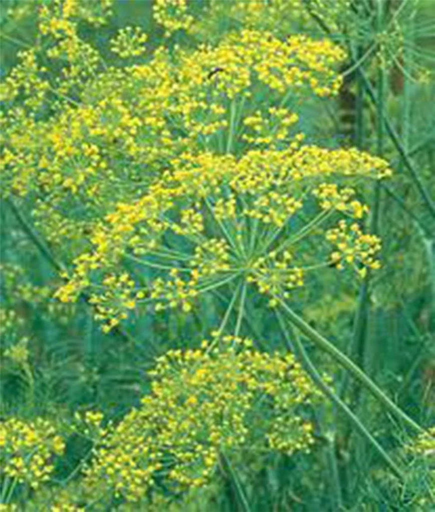 Dill Seeds - 25+ Heirloom Mammoth Long Island Non-GMO - Anethum graveolens Culinary Herb for Pickling and Cooking