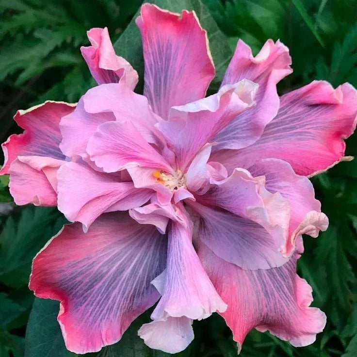Rooted Tropical Hibiscus Plant - Bare Root - Marianne Charleton - Hibiscus rosa-sinensis - Vibrant Flowers for Garden or Indoor Use