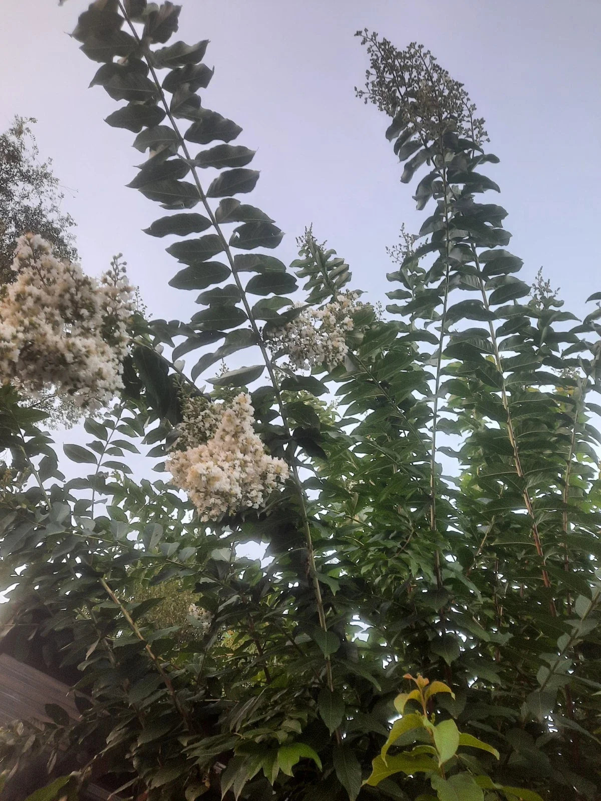Crape Myrtle Cuttings - 10 Super Rare 'Natchez' - Lagerstroemia indica x fauriei - White Blooms for Propagation