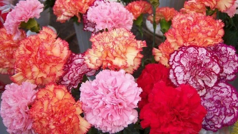 Carnation Seeds - 100 Perennial Double Mix - Dianthus Caryophyllus - Vibrant Flower Seeds for Garden Blooms