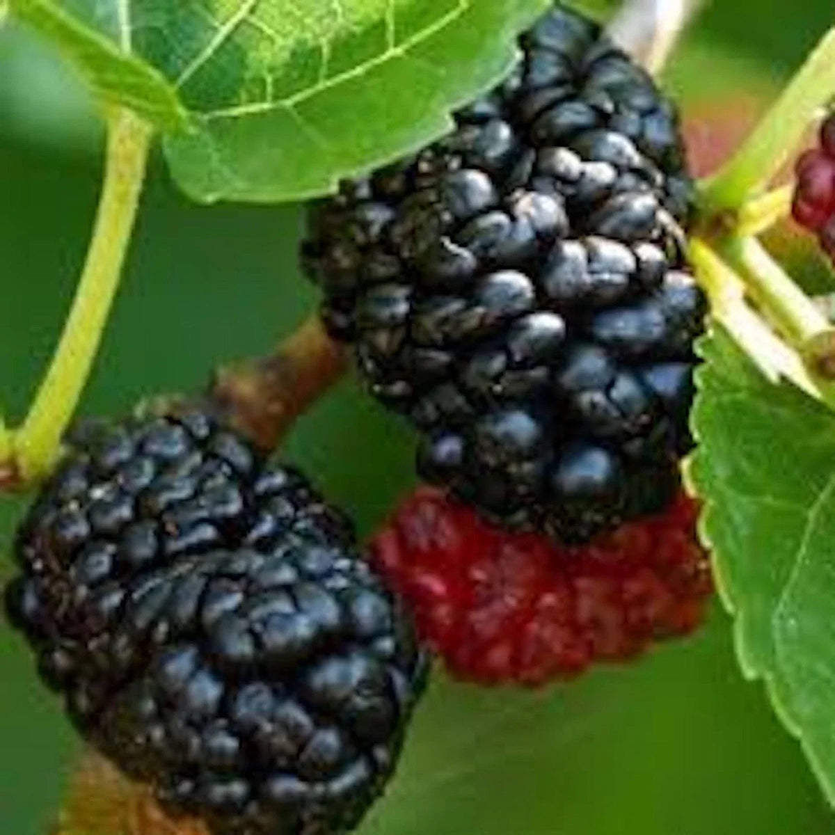 Dwarf Everbearing Mulberry Tree - Bare Root Fruiting Plant - Morus sp - Perfect for Small Gardens and Patios