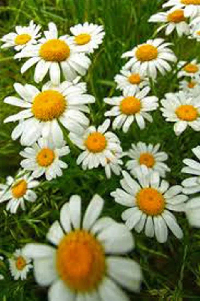 German Chamomile Seeds 500 Count Heirloom NON-GMO Matricaria chamomilla for Tea and Herbal Remedies