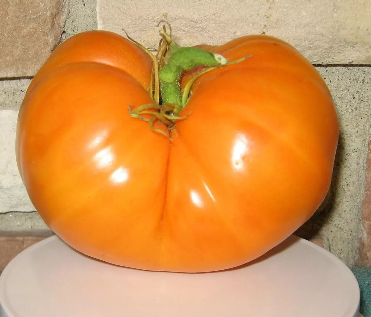 Organic Amana Orange Tomato Seeds - 30+ Heirloom Non-GMO Seeds for Home Gardening - Solanum lycopersicum