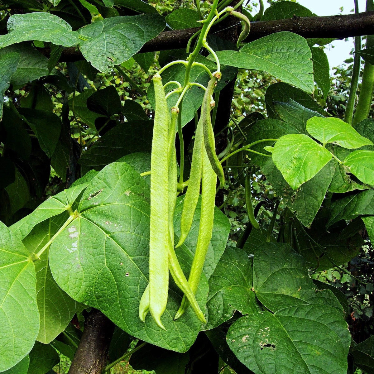 White Half Runner Bean Seeds - Pole Variety for 2025 - Early Mountaineer (Phaseolus vulgaris) - High Germination Rate