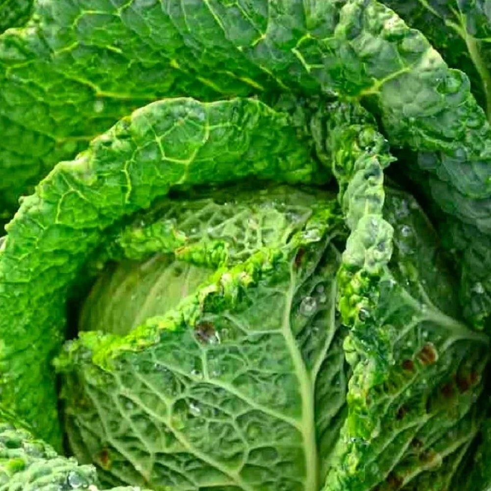 Savoy Cabbage Seeds | Non-GMO Heirloom Green Varietal | Brassica oleracea var. sabauda | Organic Garden Seeds
