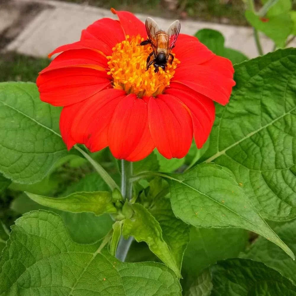 Mexican Torch Sunflower Seeds - 100+ Pack - Tithonia rotundifolia - Attracts Bees, Butterflies, Hummingbirds - Non-GMO