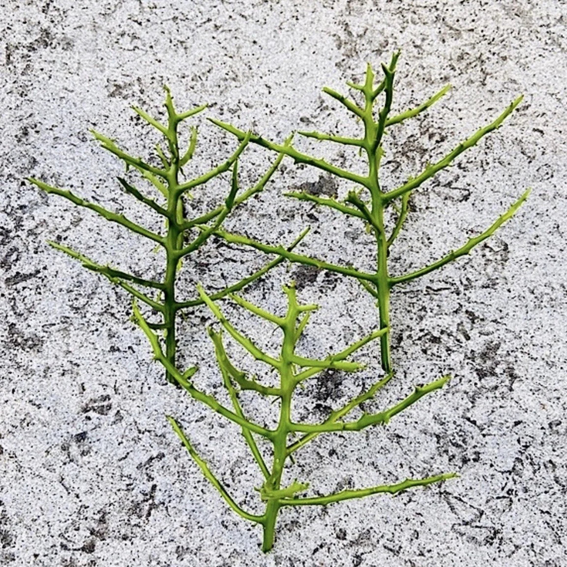 Pencil Cactus Unrooted Cutting - Euphorbia Tirucalli - Succulent for Propagation - Indoor Gardening Plant