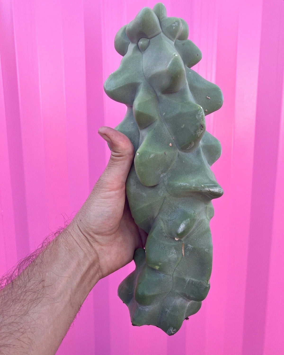 Totem Pole Obesa Cactus Cuttings 9.5”-12” | Unique Lophocereus schottii var. monstrosus | Drought-Resistant Succulent