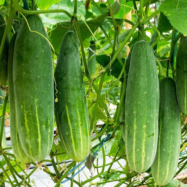 Poinsett 76 Cucumber Seeds | Medium Slicing Cucumbers | Cucumis sativus | High Germination Rate for Home Gardens