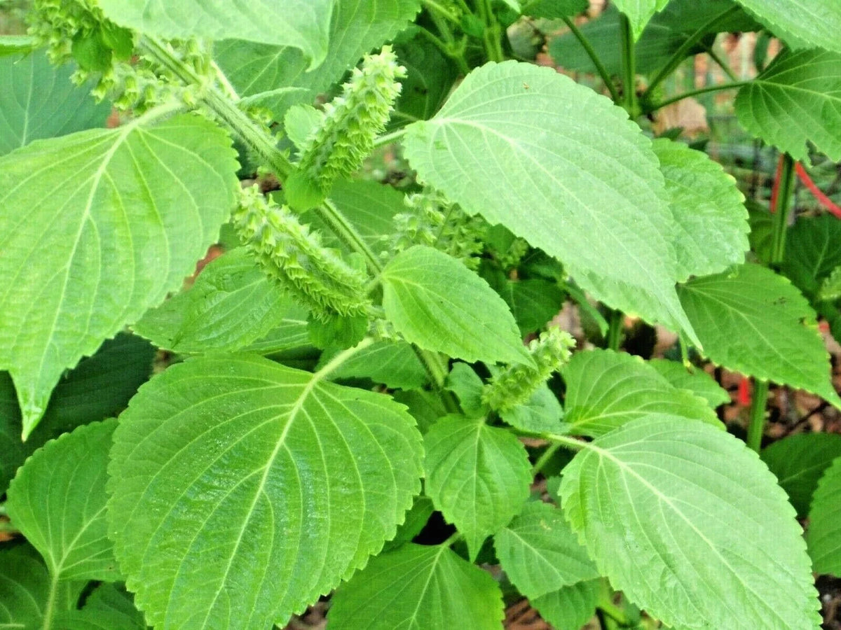 Green Shiso Seeds - 101+ Premium Perilla frutescens - Japanese Herb for Sushi & Soup - Non-GMO Culinary Plant