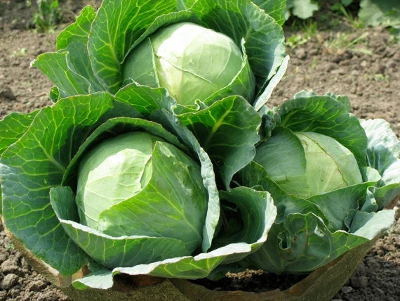 Danish Ballhead Cabbage Seeds - 150 Count Packet - Brassica oleracea - Non-GMO, Dense Heads for Fresh Salads and Cooking