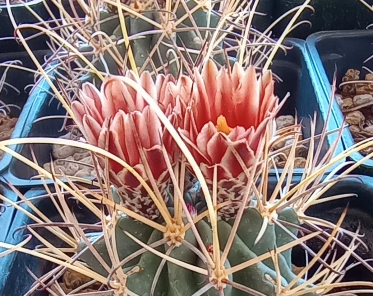 Cold Hardy Cactus Plant - 4-Inch Pot - Sclerocactus wrightii - Triple Heads with Long Hook Spines - Drought-Tolerant Succulent