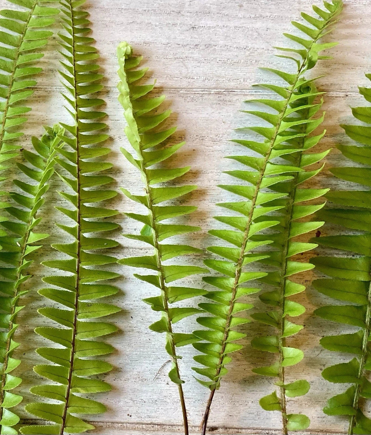 Rooted Ferns - 20 Count - Lush Green Indoor Plants - Various Varieties - Perfect for Home Decor - Healthy Established Plants