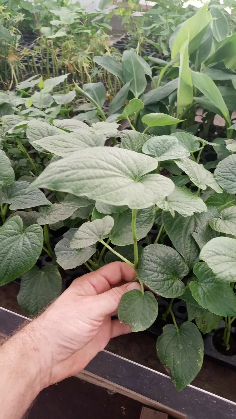 Live Plant 5" Starter Piper Methysticum 'ISA' Rare Medicinal Herb Tropical Cultivated - Unique Green Foliage