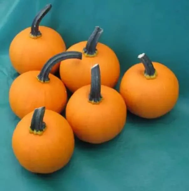 Kandy Korn Plus Pumpkin Seeds - 10 Seeds - Mini Pumpkin - Cucurbita pepo - Perfect for Fall Decor and Recipes