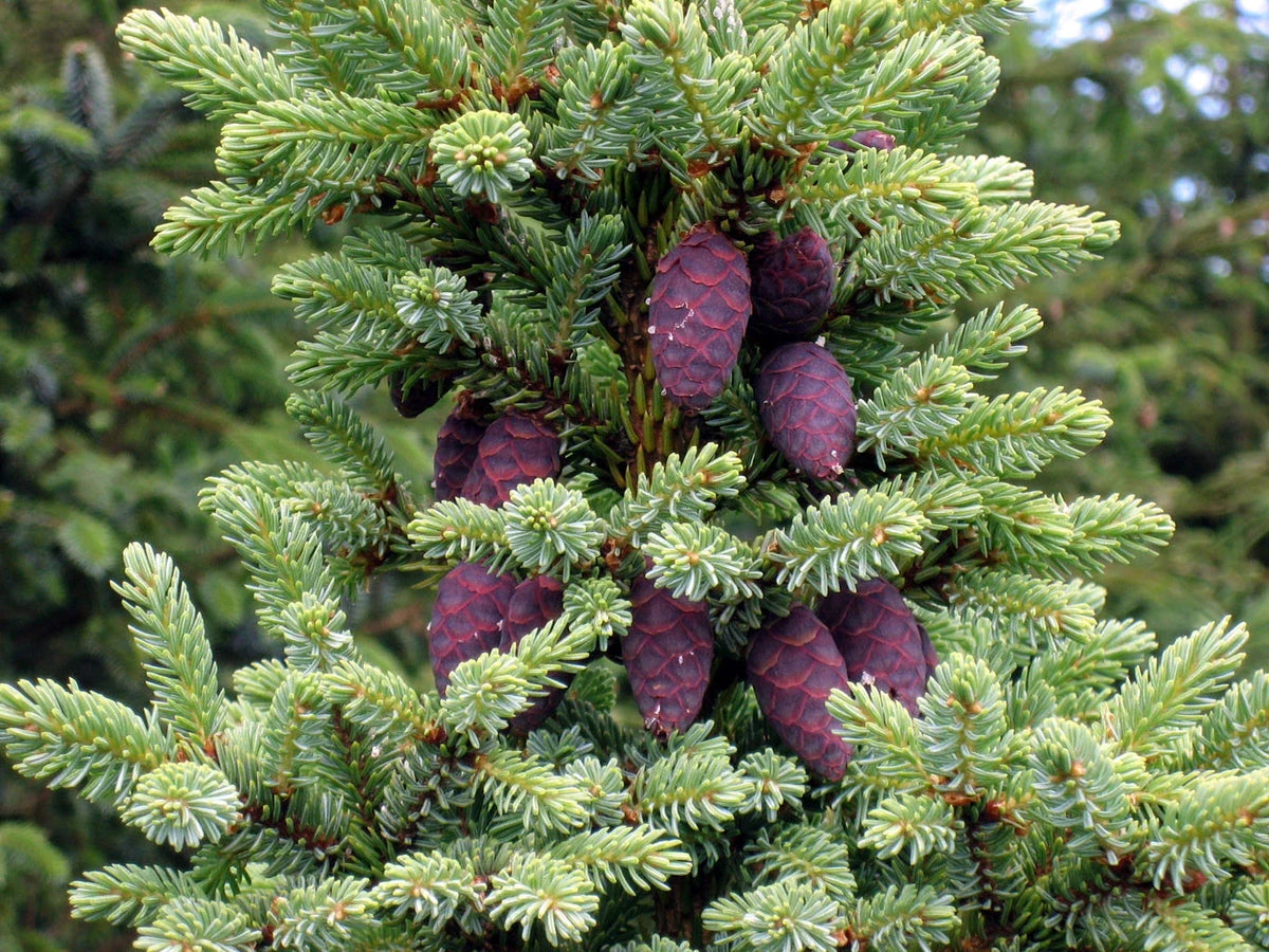 Black Spruce Tree Seeds 50 Pack, Picea mariana, Native Evergreen Conifer for Reforestation and Landscaping