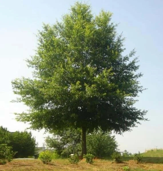 Willow Oak Tree Seedlings 1-2 Feet Quercus phellos Fast-Growing Hardwood for Landscaping Reforestation