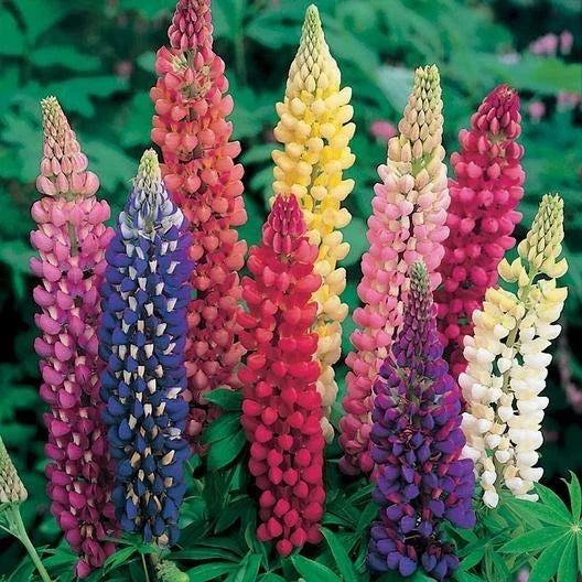 Russell Lupine Seeds - Mixed Colors Perennial, Non-GMO, Attracts Hummingbirds & Bees, Lupinus polyphyllus, 50 Seeds