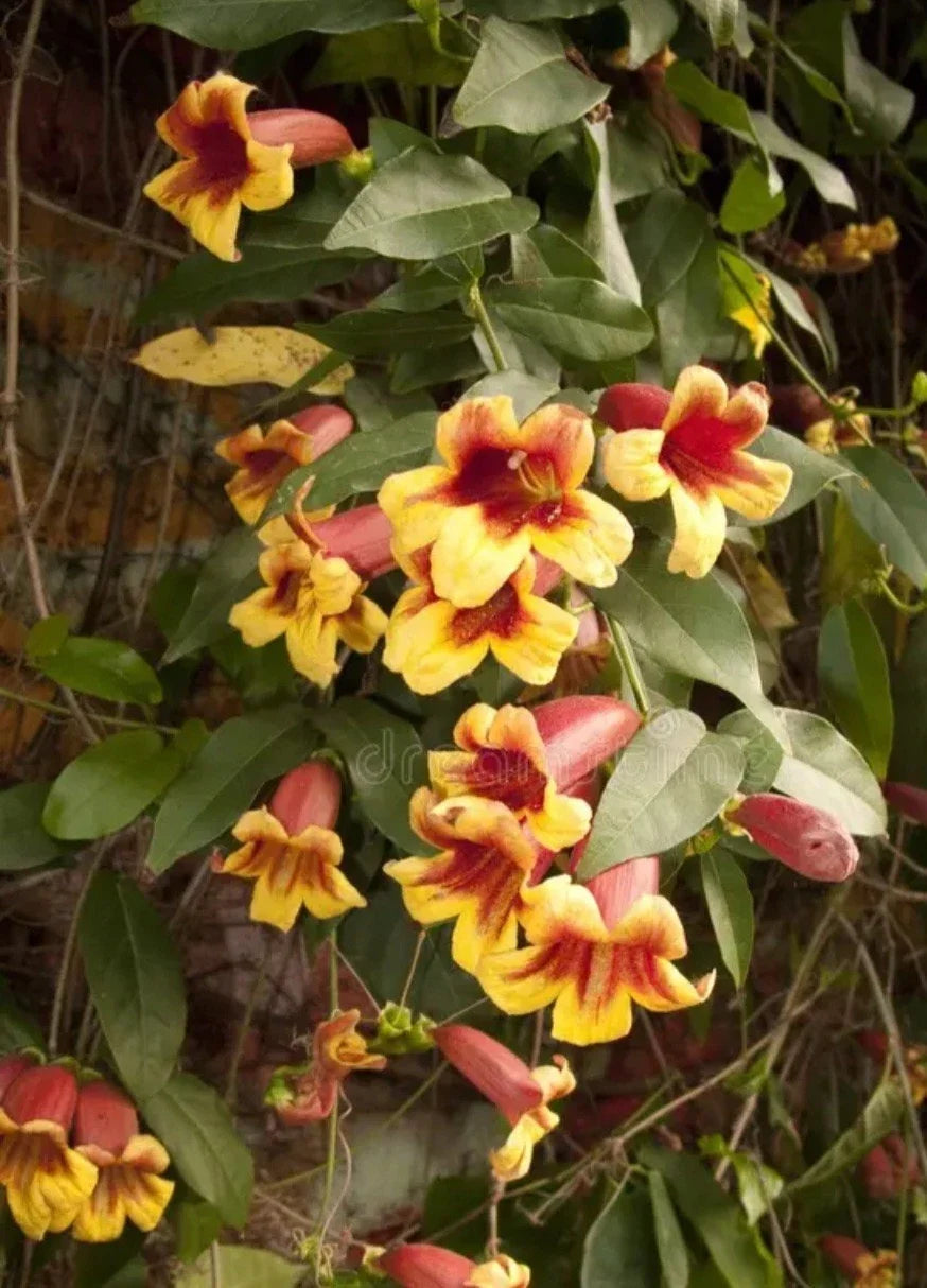 Golden Crossvine Live Plant Bare Root 1' - Bignonia capreolata - Hardy Climbing Vine with Yellow Flowers