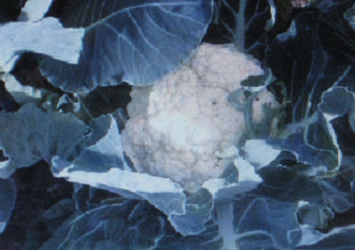 Bulk Cauliflower Seeds 500 Count - Self-Blanching Variety, Large Head, Brassica oleracea - Non-GMO Garden Seeds