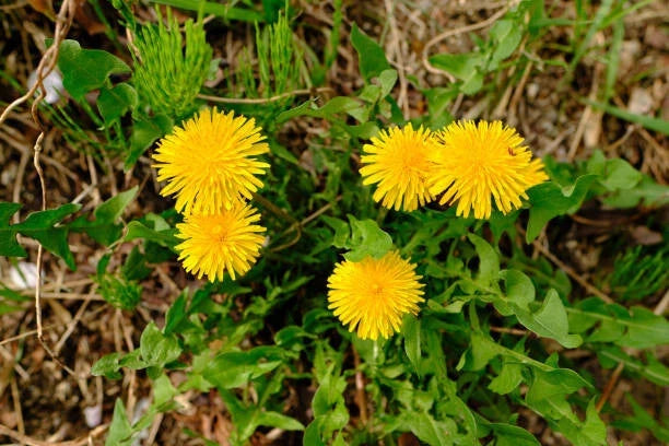 Dandelion Seeds Bulk - 2500 Seeds - Yellow Flower - Taraxacum officinale - Perennial Gardening - Eco-Friendly Gardening Seed