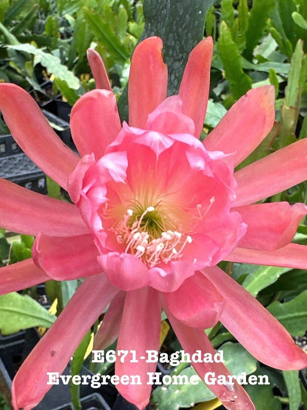 Epiphyllum Orchid Cactus "Baghdad" 4" Starter Pot, Rooted Tropical Succulent, Easy Care Houseplant, Epiphyllum spp.