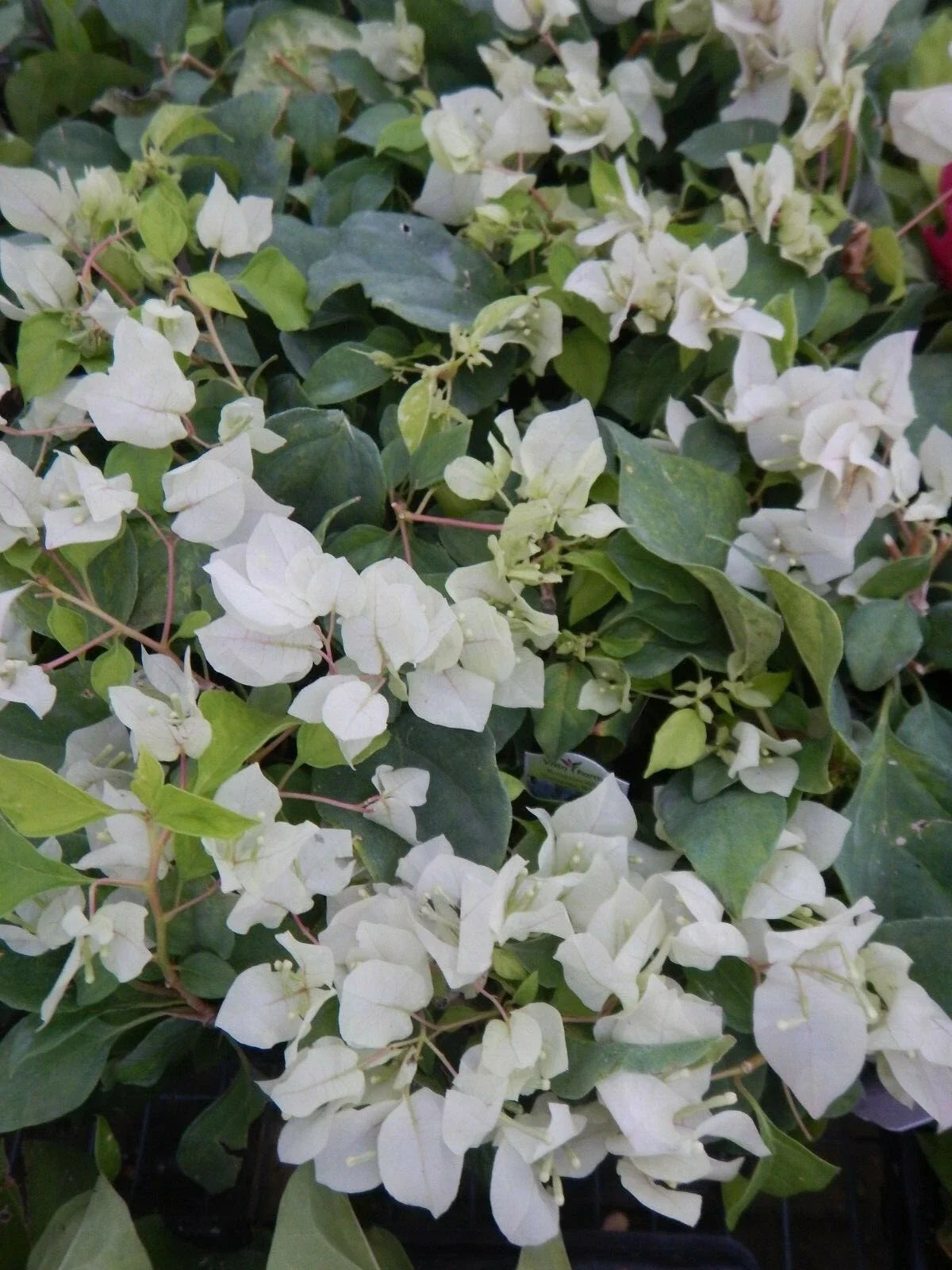 Live Bougainvillea Starter Plant - Sunstone White - Bougainvillea glabra - Well Rooted - Tropical Garden Beauty - USA Seller