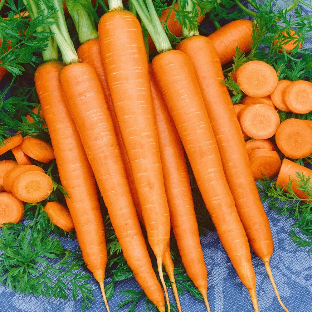 Tendersweet Carrot Seeds - 500+ Count - Long Coreless Variety - Daucus carota - Non-GMO Vegetable Seeds for Home Garden