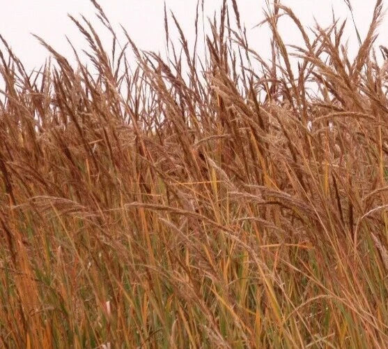 Indian Grass Seeds - 600+ Pack - Ornamental Perennial - Sorghastrum nutans - Drought-Tolerant Native Grass for Garden