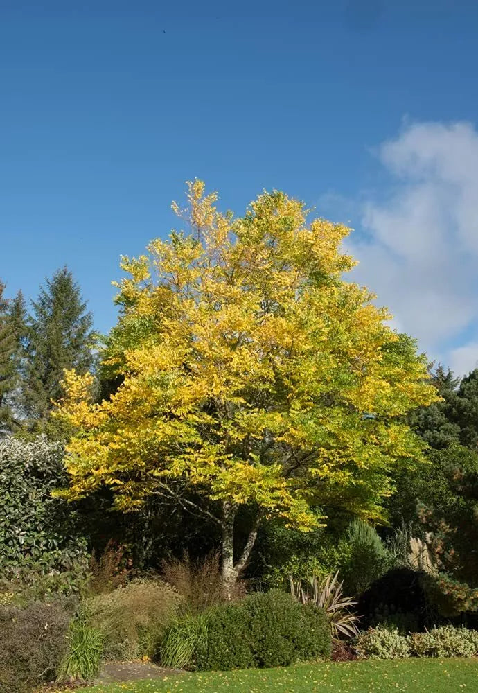 Kentucky Coffee Tree Seeds - 10 Pack - Gymnocladus dioicus - Eco-Friendly Gardening - Unique Foliage and Seed Pods