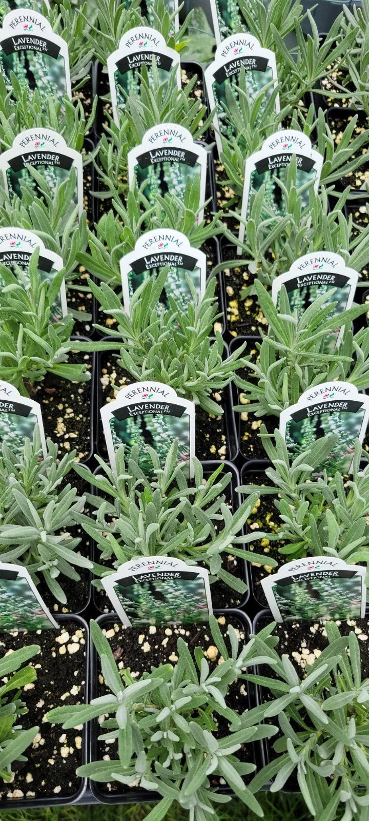 Lavender Plant 4" Pot Exceptional Lavandula X Intermedia Fragrant Purple Blooms, Well-Rooted, Low-Maintenance Herb