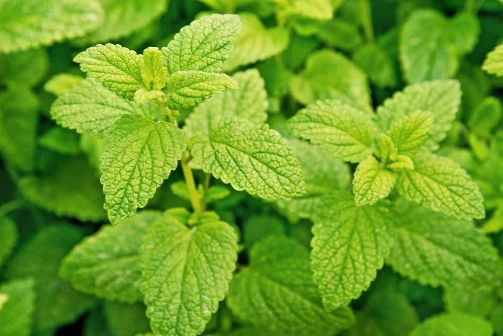 Lemon Balm Seeds - Easy-to-Grow Culinary Herb - Melissa officinalis - Aromatic Garden Plant for Teas and Cooking