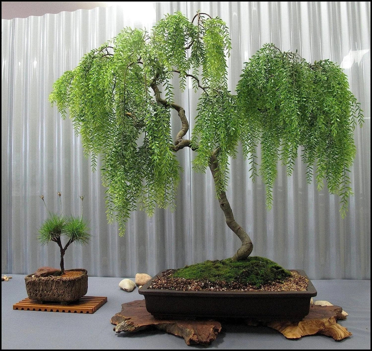 Chinese Weeping Willow Bonsai Cutting - Fast Growing Salix babylonica - Ideal for Indoor/Outdoor Planting, Low Maintenance