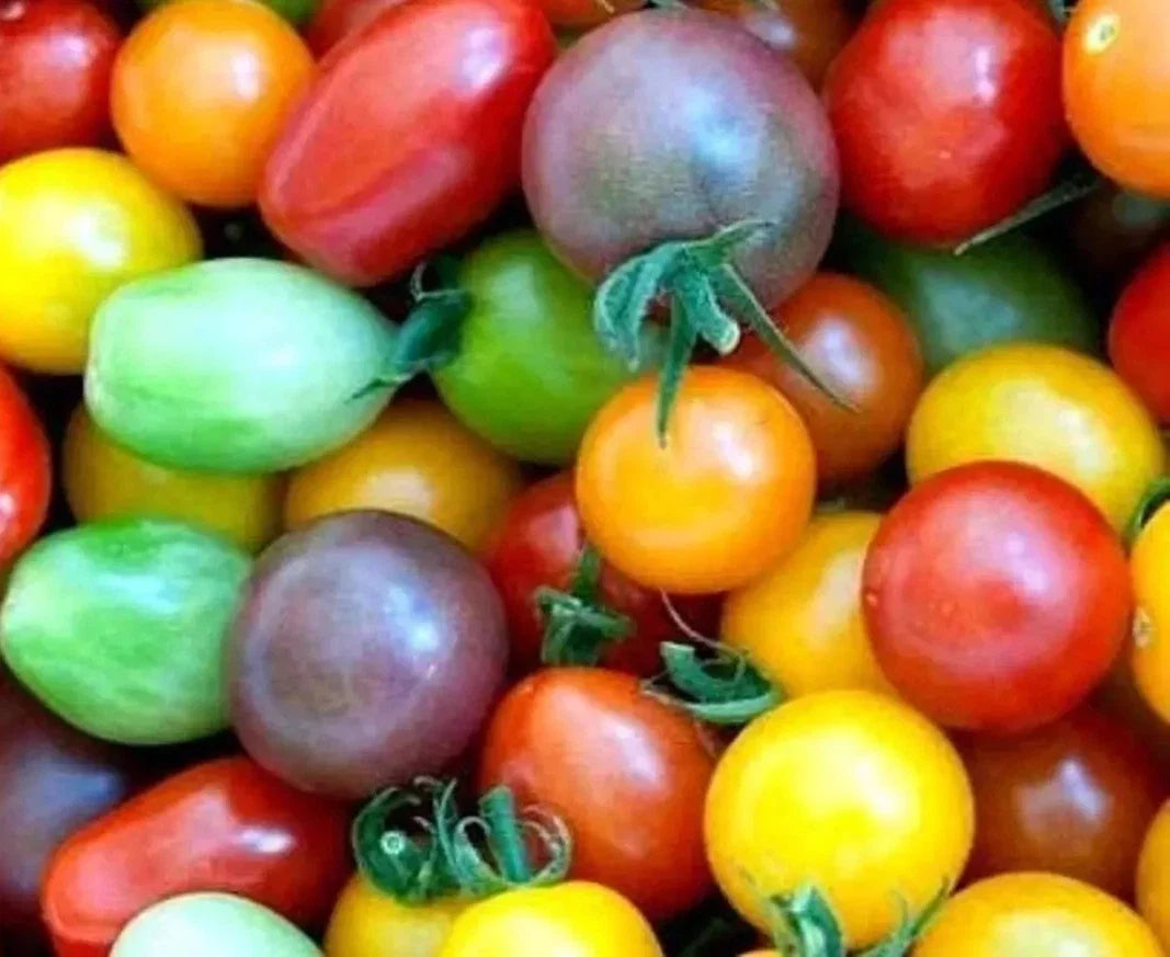 Rainbow Cherry Tomato Seeds - 30+ Heirloom Organic Non-GMO - Solanum lycopersicum - Perfect for Home Gardening