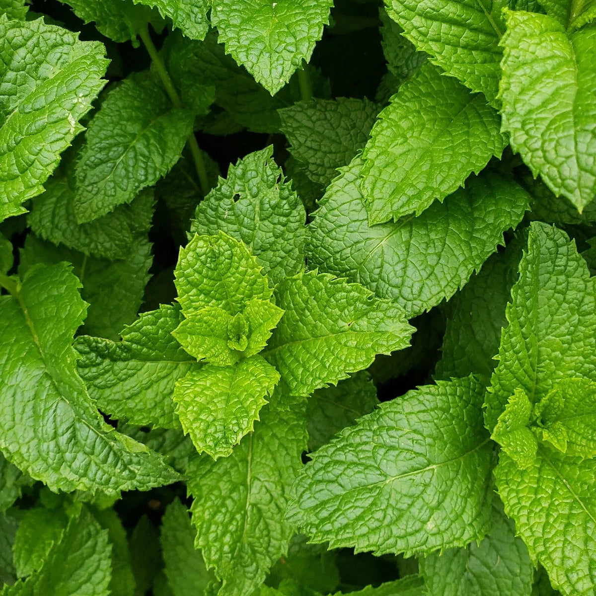 Live Peppermint Plants - Bare Root Edible Herb - Mentha × piperita - 3 Healthy Aromatic Herb Plants for Culinary Use