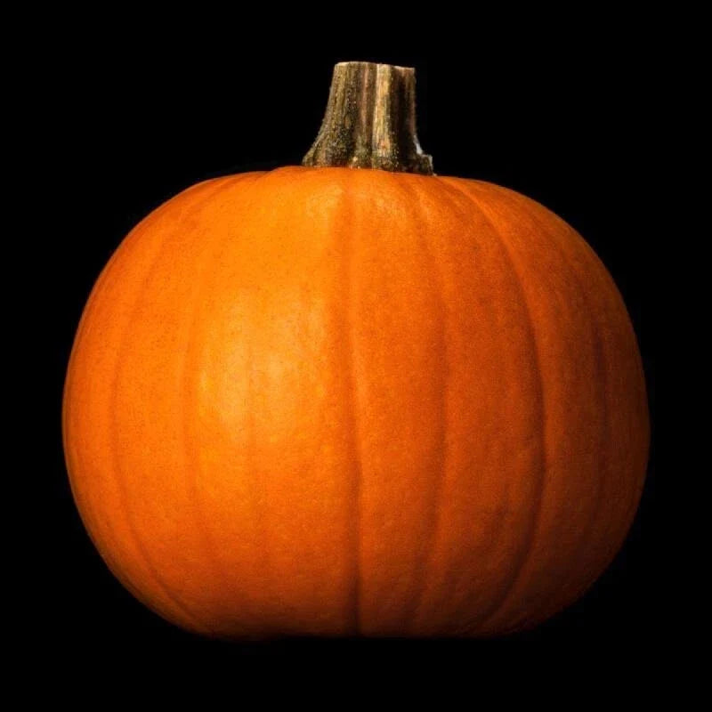 Spooky Pumpkin Seeds - 20 Pack - Non-GMO Heirloom Organic - Cucurbita pepo - Perfect for Halloween Gardening and Decorating
