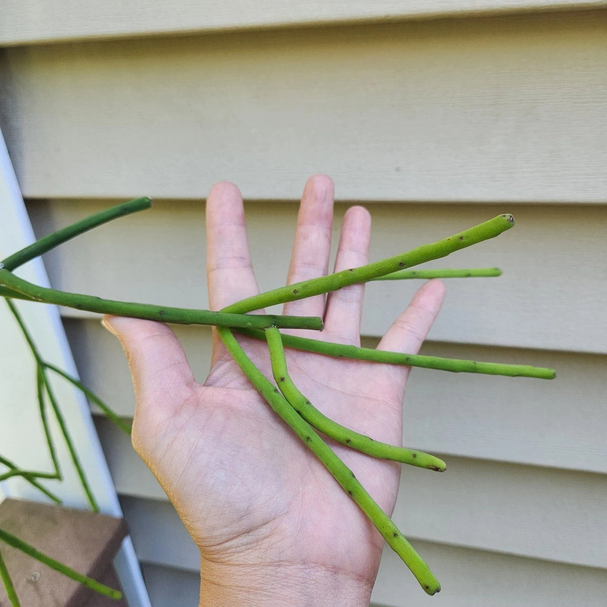 Rhipsalis Pittieri Cuttings - 6" Floccosa Variety - Tropical Cactus Succulent - Easy Care Houseplant