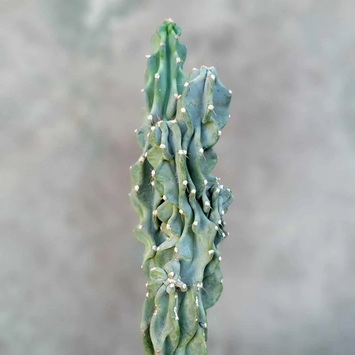 Cereus peruvianus var. monstrose Potted Plant - Unique Peruvian Apple Cactus - Indoor/Outdoor Succulent - Twisted Growth Pattern