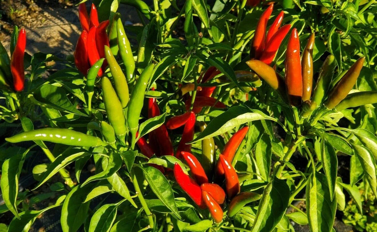 Fresh Thai Bird Pepper Seeds - 20 Count - Capsicum annuum - Non-GMO, High Germination, Ideal for Hot Sauces & Spicy Dishes