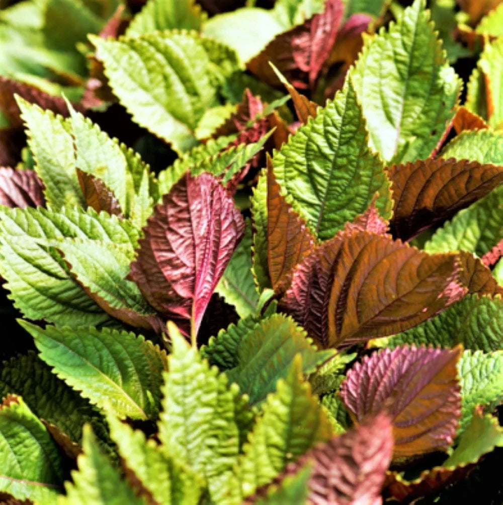 Vietnamese Perilla Seeds | Organic Shiso Herb | Perilla frutescens | Culinary Asian Mint for Gardening